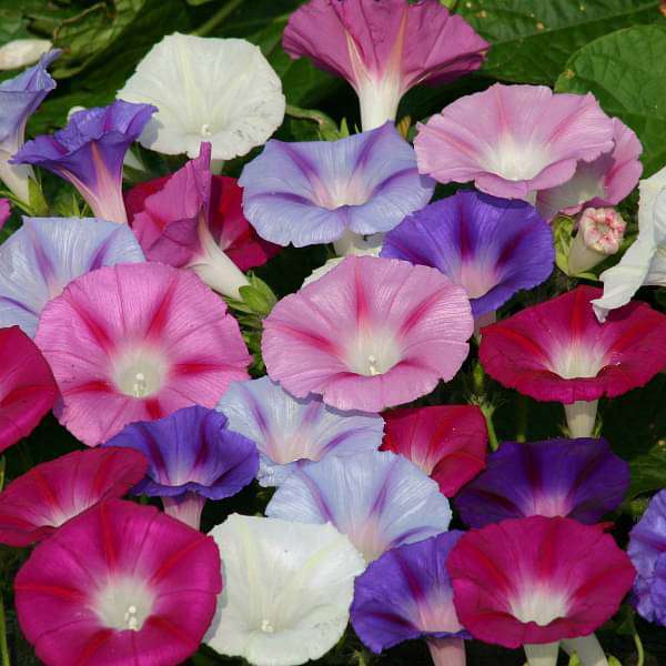 Ipomoea Mixed Color Desi Flower Seeds